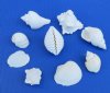 Bulk Medium White Shell Mix Wholesale for Weddings 1" to 2-1/2" - Case of 10 gallons @ $5.60/gallon <font color=red> *SALE* </font>