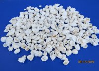 Bulk Medium White Shell Mix Wholesale for Weddings 1" to 2-1/2" - Case of 10 gallons @ $5.60/gallon <font color=red> *SALE* </font>
