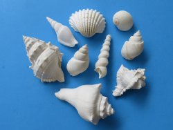 Wholesale large White Shell Mix for Weddings 1-1/4" to 3-3/4" - 10 Gallons @ $14 a gallon 