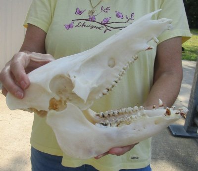 Discounted Wild Boar Skulls