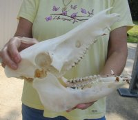 Discounted Wild Boar Skulls