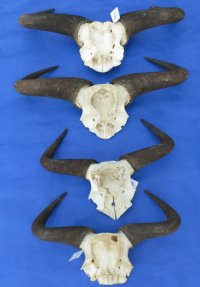 Large Wholesale Blue Wildebeest Skull Plate with Horns 21 inches wide and over - $40 each   