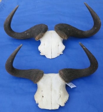 Wholesale Small Blue Wildebeest Skull Plate and horns under 20 inches wide - 4 pcs @ $29 each 