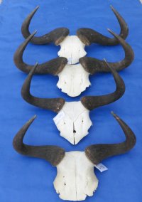 Large Wholesale Blue Wildebeest Skull Plate with Horns 21 inches wide and over - $40 each   