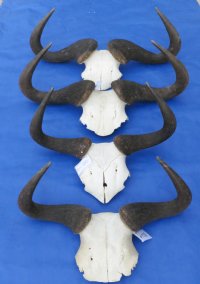 Wholesale Small Blue Wildebeest Skull Plate and horns under 20 inches wide - $33 each 