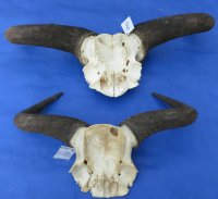 Wholesale Small Blue Wildebeest Skull Plate and horns under 20 inches wide - $33 each 