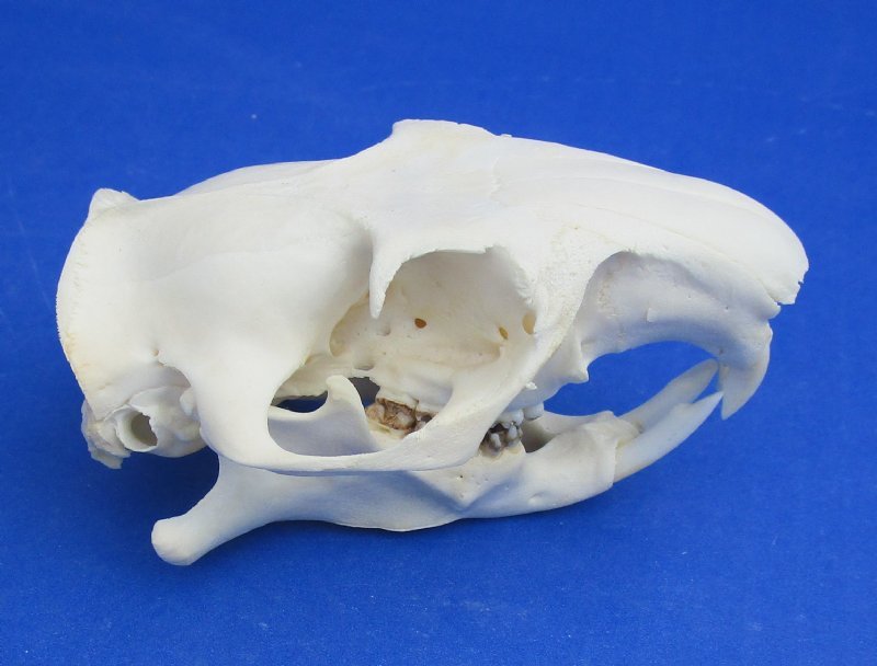 Groundhog Skulls Woodchuck Skull Wholesale Individually