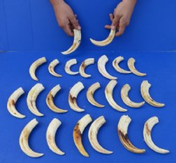 Wholesale African warthog tusks 6 inches to 6-7/8 inches  - 2 pieces @ $8.00 each; 12 pieces @ $7.20 each 