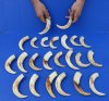 Wholesale African warthog tusks 6 inches to 6-7/8 inches imported from South Africa - Packed: 2 pieces @ $8.00 each; Packed: 12 pieces @ $7.20 each 
