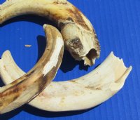 8 to 9-3/4 inch #2 Grade Wholesale African warthog tusks - 2 pcs @ 12.50 each; 12 pcs @ $11.25 each