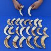6 to 7-3/4 inch #2 Grade Wholesale African warthog tusks imported from South Africa - Packed:  2 pieces @ 6.75 each 