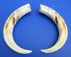 Wholesale Matching pair African warthog tusks 10 inches to 10-7/8 inches imported from South Africa - $90/pair; 3 pairs @ $80/pair