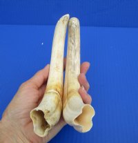 Wholesale Matching pair African warthog tusks 10 inches to 10-7/8 inches imported from South Africa - $90/pair; 3 pairs @ $80/pair