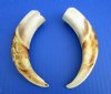 Wholesale Matching pair African warthog tusks 6 inches to 6-7/8 inches imported from South Africa - $18/pair; 6 pairs @ $16/pair