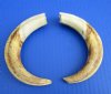 Wholesale Matching pair African warthog tusks 7 inches to 7-3/4 inches imported from South Africa - $24/pair; 6 pairs @ $21/pair