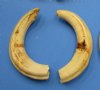 Wholesale Matching pair African warthog tusks 7 inches to 7-3/4 inches imported from South Africa - $22/pair