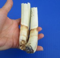 Wholesale Matching pair African warthog tusks 8 inches to 8-7/8 inches imported from South Africa - $42/pair; 4 pairs @ $37.50/pair