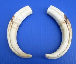 Wholesale Matching pair African warthog tusks 8 inches to 8-7/8 inches imported from South Africa - $42/pair; 4 pairs @ $37.50/pair