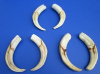 Wholesale Matching pair African warthog tusks 8 inches to 8-7/8 inches imported from South Africa - $42/pair; 4 pairs @ $37.50/pair