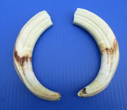 Wholesale Matching pair African warthog tusks 9 inches to 9-7/8 inches imported from South Africa - $55/pair; 4 pairs @ $49/pair