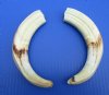 Wholesale Matching pair African warthog tusks 9 inches to 9-7/8 inches imported from South Africa - $55/pair; 4 pairs @ $49/pair