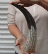16 inches Carved Polished Buffal Horn with Cut Snake Skin Design - You are buying this one for $15.00