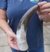 11-1/4 inches  Carved Polished Buffalo Horn with Cut Snake Skin Design - You are buying this one for $13.00