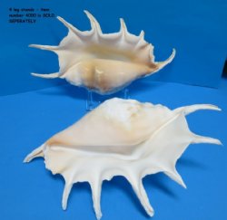 Two 13 inches Extra Large Giant Spider Conch Shells 
