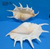 13 inches Up Extra Large Giant Spider Conch Shells Wholesale - Pack of 2 @ $13.00 each; Pack of 6 @ $11.70 each