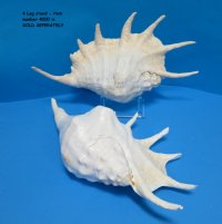 13 inches Extra Large Giant Spider Conch Shells Wholesale - 2 pcs @ $13.00 each;