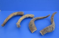 Wholesale Natural Goat Horns - 16 inches to 20 inches - 2 pcs @ $10.00 each; 8 pcs @ $9.00 each 
