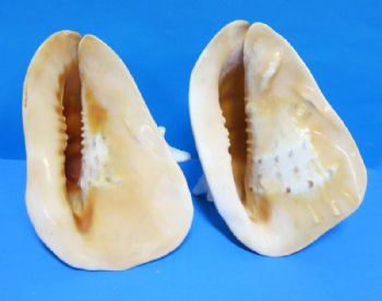 10 inches Yellow Helmet Shells, Horned Helmet