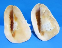 10 inches Yellow Helmet Shells, Horned Helmet