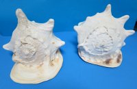 10 inches Yellow Helmet Shells, Horned Helmet