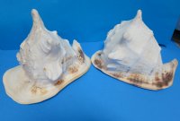 10 inches Yellow Helmet Shells, Horned Helmet