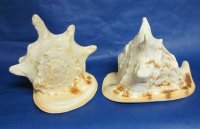 10 inches Yellow Helmet Shells, Horned Helmet