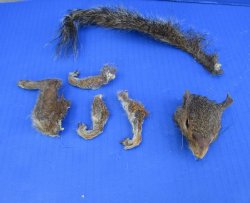 Preserved Squirrel Head, Legs, & Tail -<font color=red>Special Price</font> $25