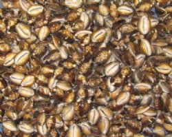Wholesale serpent's head cowrie shells, cyprae caputserpentis - 100 pcs @ .20 each; 500 pcs @ $.18 each