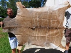 Kudu Skins, Hides