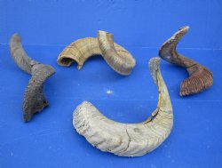 B-Grade Sheep Horns, Ram Horns  20 to 30 inch (1 pc)