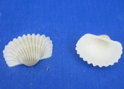 Wholesale Medium White Cardium shells 1-1/4" to 1-3/4" - 20 kilos @ $2.60/kilos