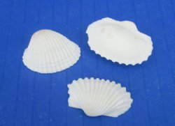 Wholesale Small White Cardium shells 1" to 1-1/4" - 1 kilo bags @ $3.25/kilo (Min: 3 kilos)