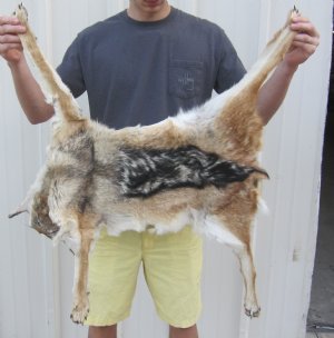 Jackal, Caracal, Genet Hides 