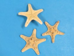 2 to 3 inches Sun Dried Natural knobby starfish wholesale - 50 pieces @ .15 each
