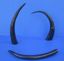 21 to 24 inch Polished Water Buffalo Horns (2 pc)