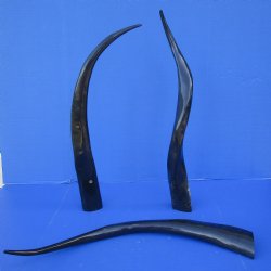 30 to 34 inch Polished Water Buffalo Horns (2 pc)