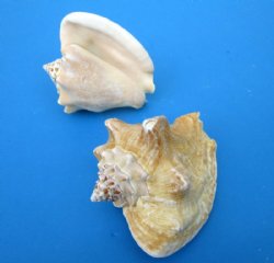 Wholesale Milk Conch Shells in Bulk, 4-1/2 to 5-1/2 inches - 12 @ $2.75 each; 36 @ $2.45 each