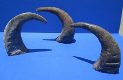 Raw Indian Water Buffalo horns 13 to 16 inch (2 pc, 10 pc)