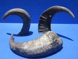 Raw Indian Water Buffalo horns 17 to 21 inch (2 pc, 10 pc)