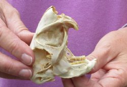 African Spring Hare...